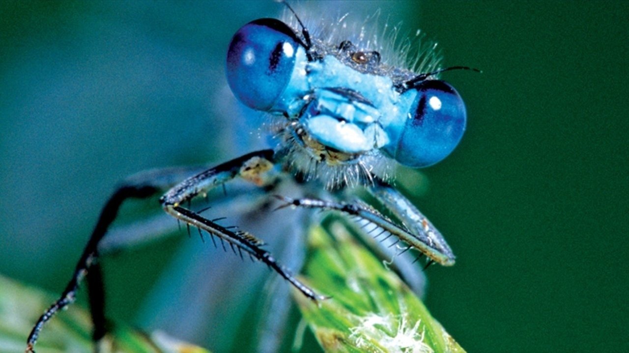 Life in the Undergrowth Background
