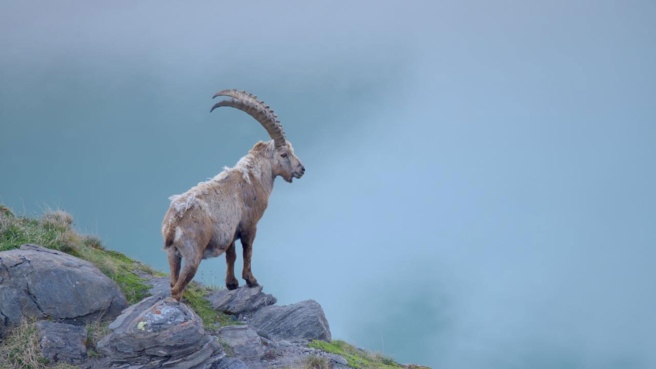 Austria's Wild Heritage - One Country Six National Parks Background