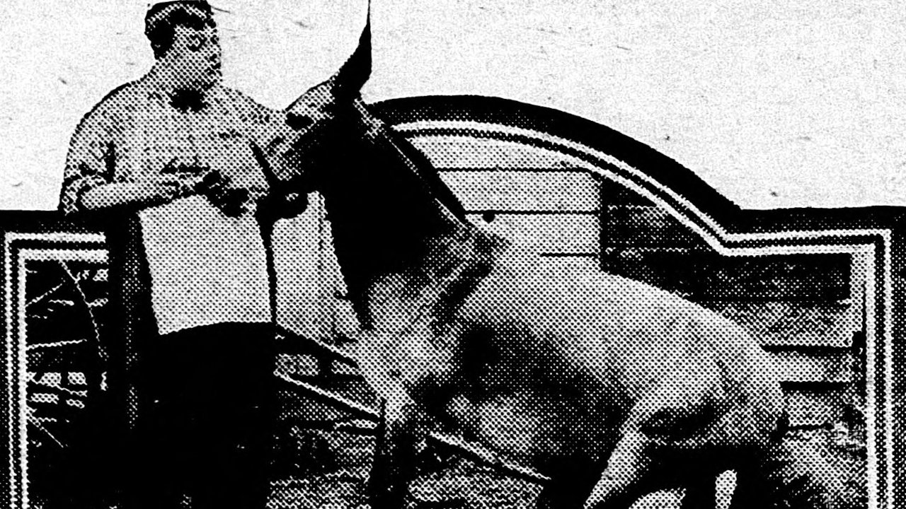 His Wedding Night Background