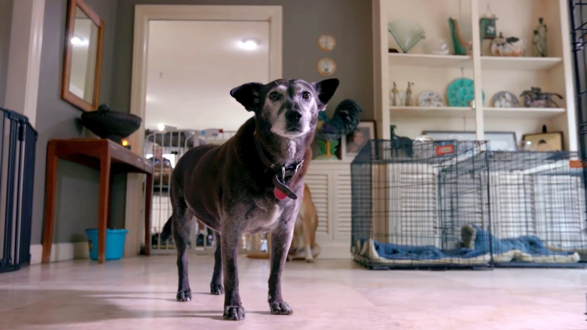 Life in the Doghouse Background