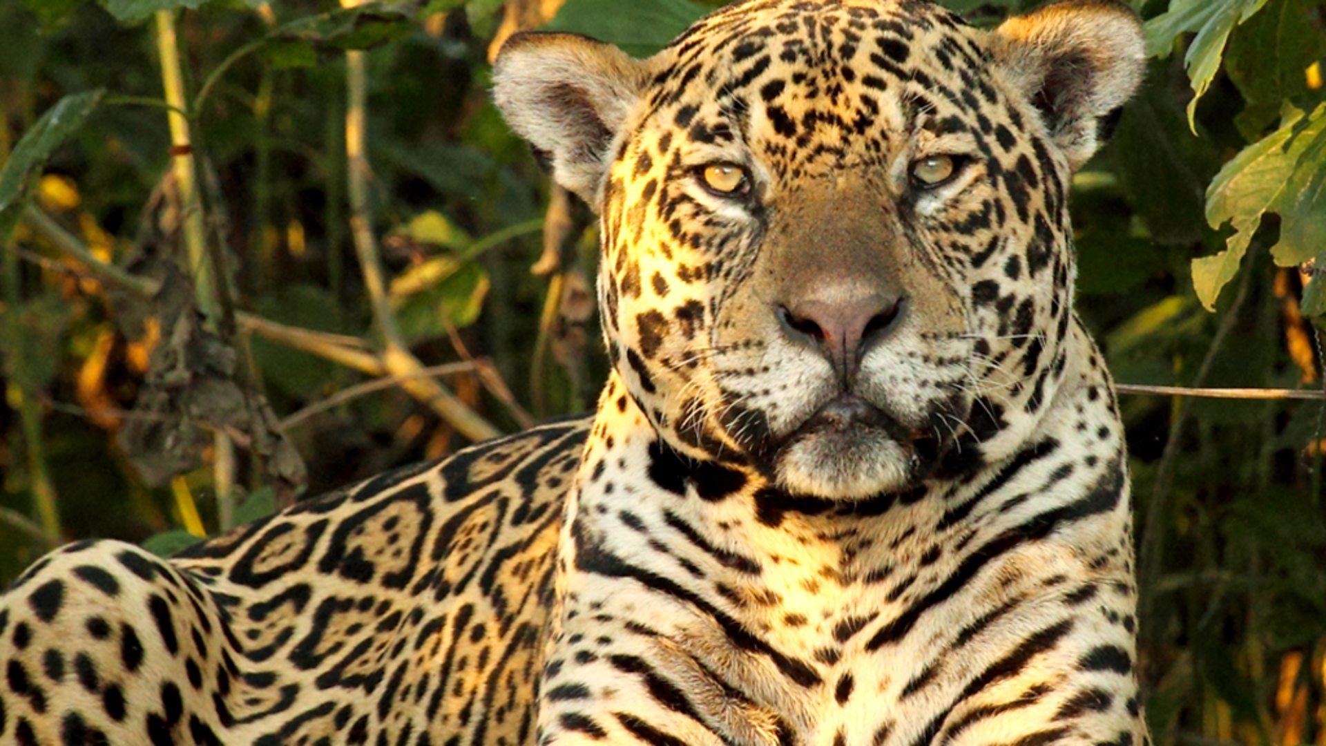 Wild Brazil Background