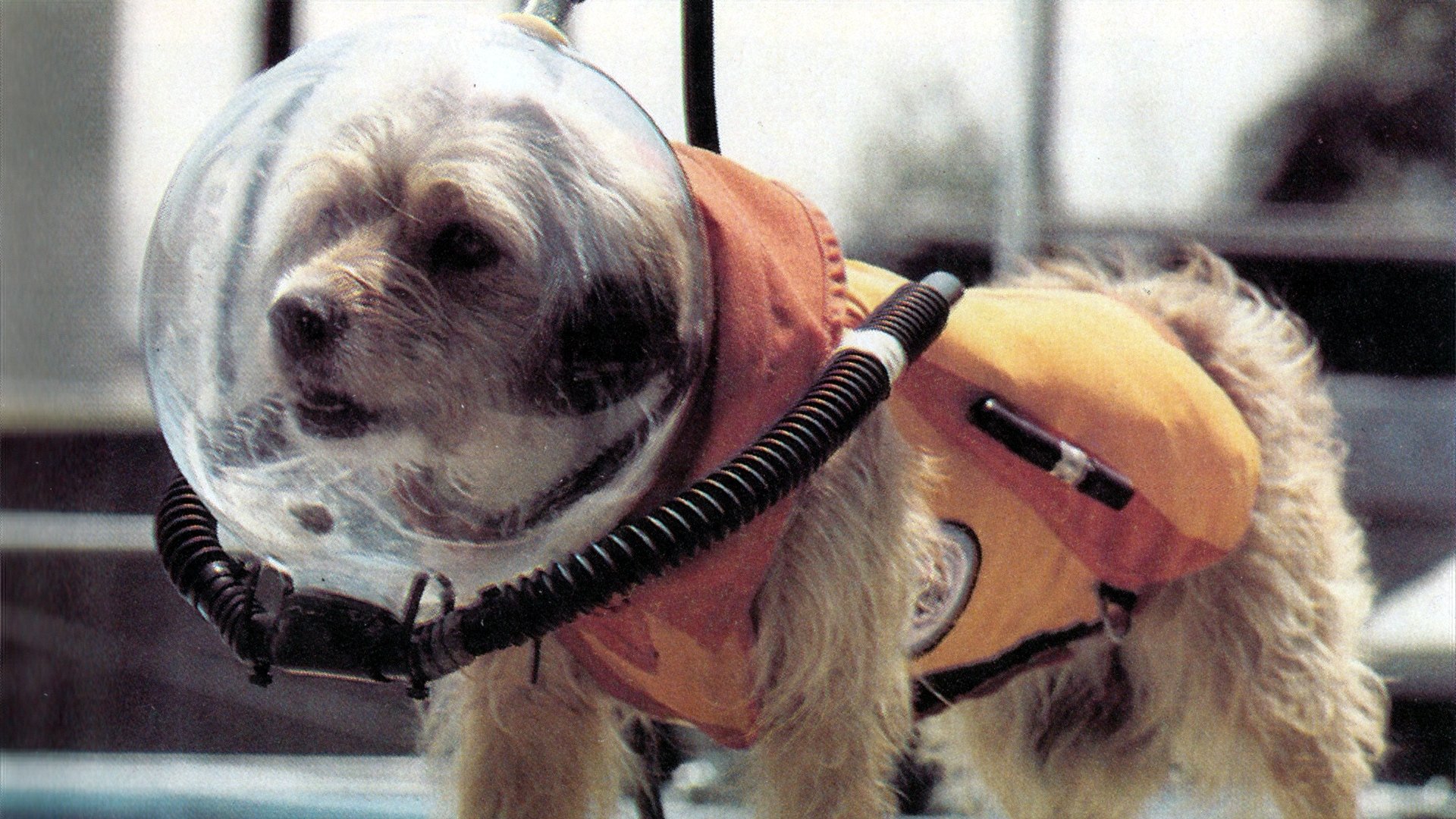 Benji at Marineland Background