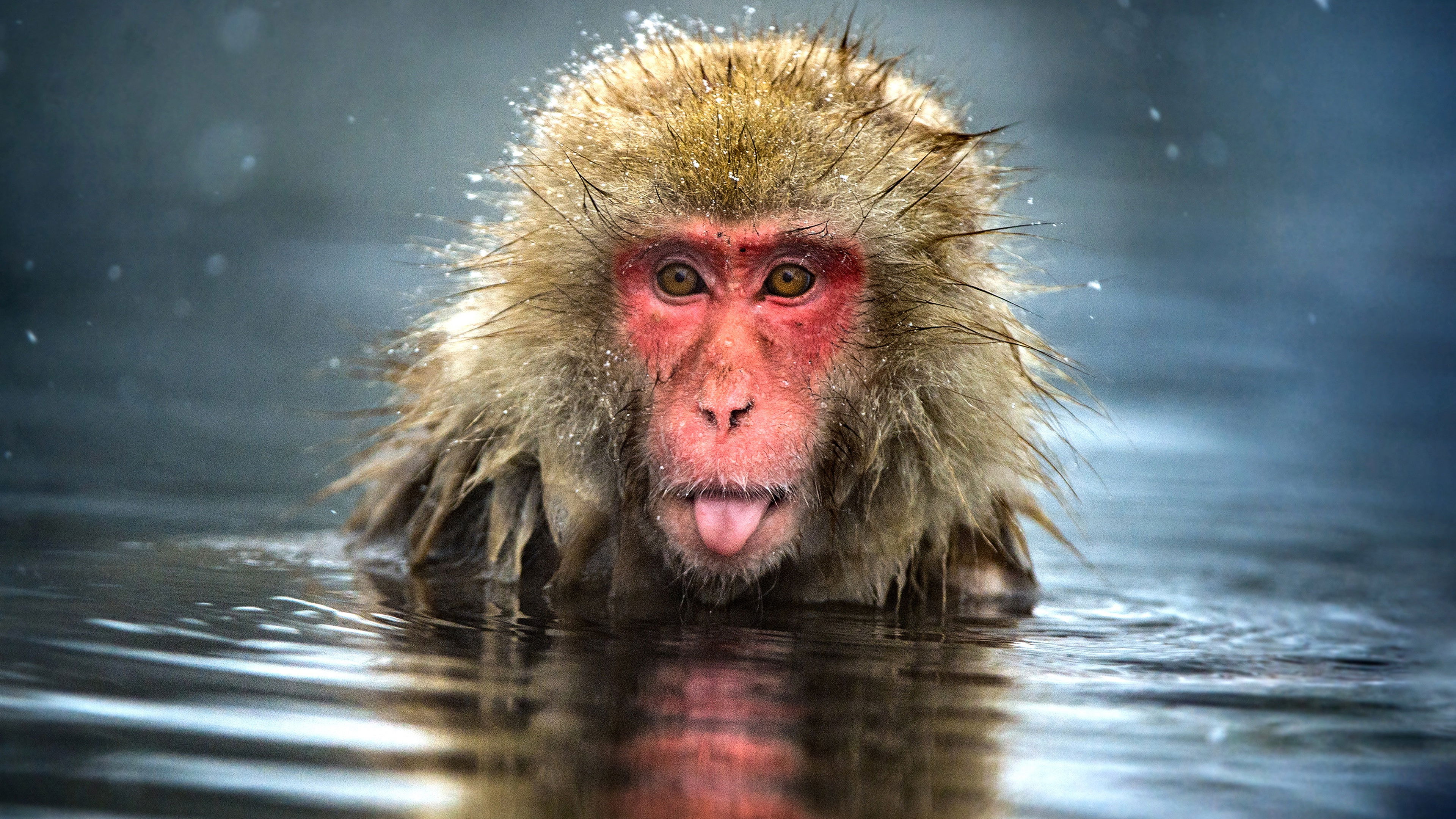 Monkey Planet Background