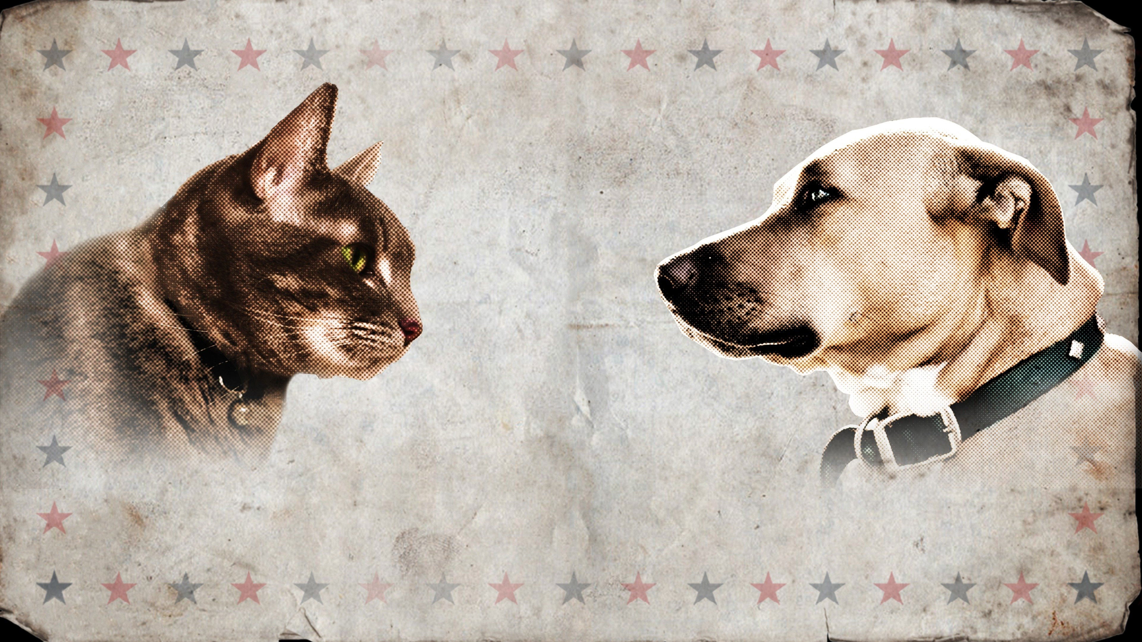 Cat vs. Dog Background