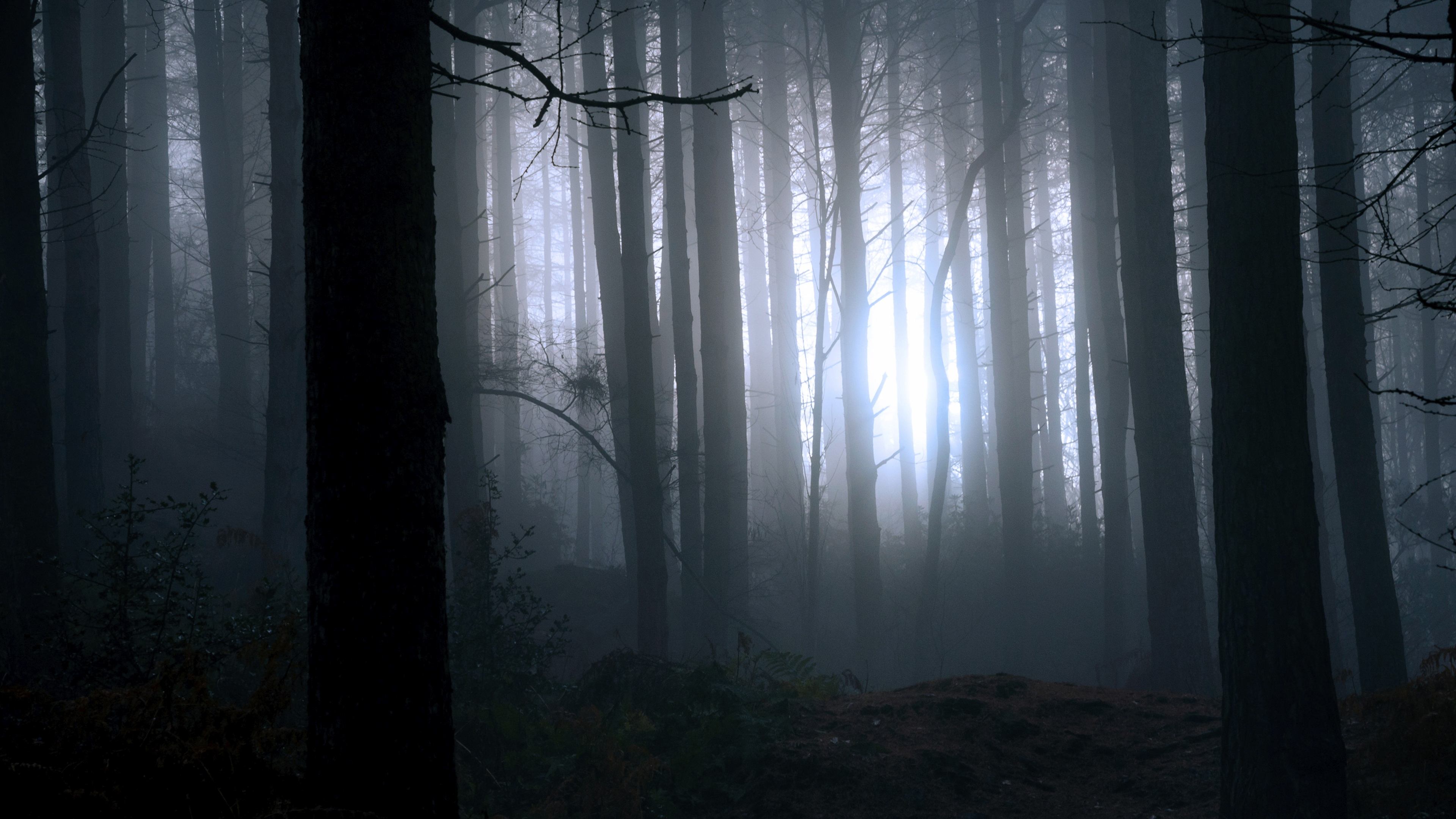 Finding Bigfoot Background