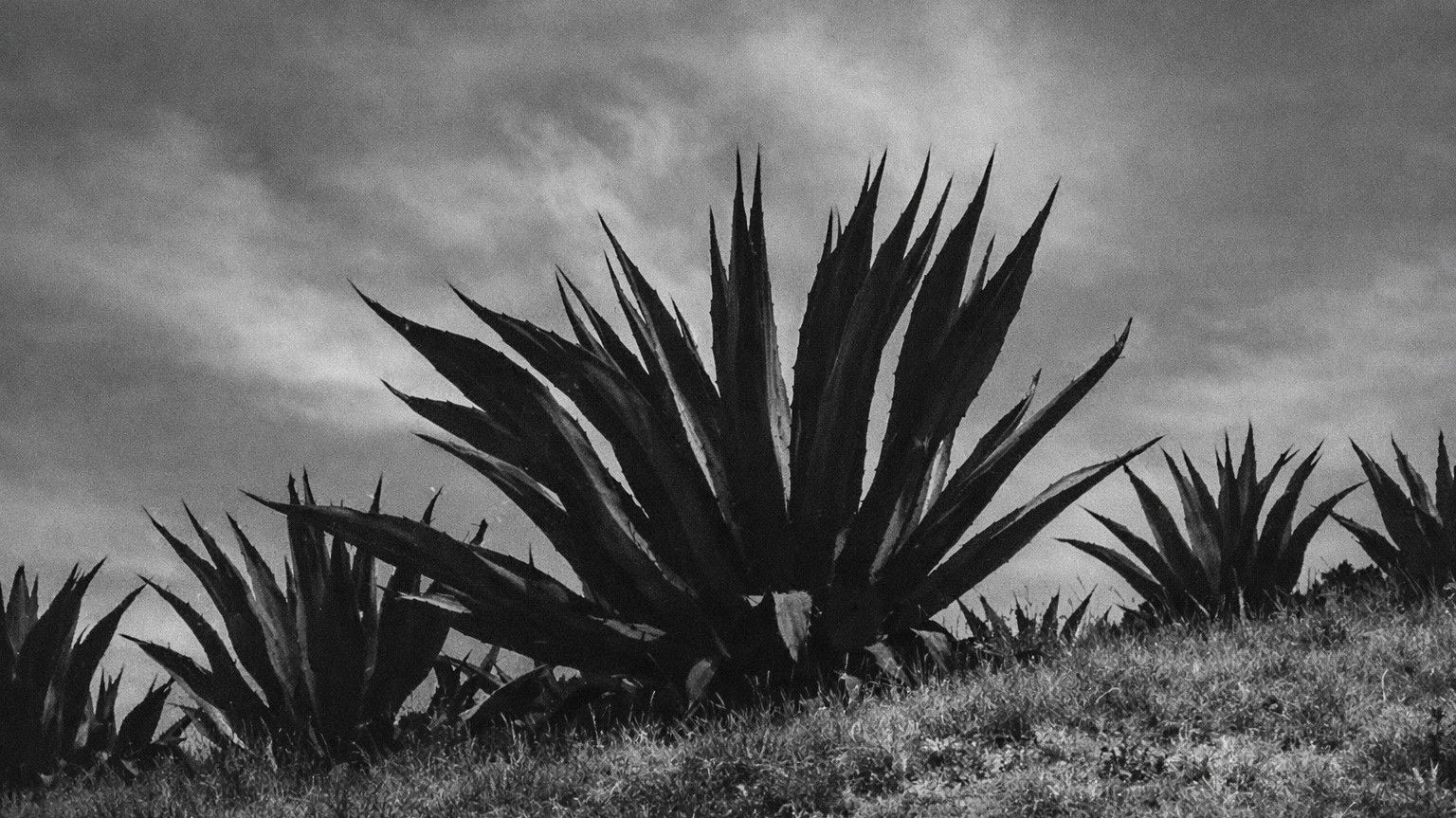 Magueyes Background
