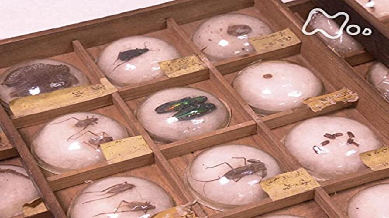 東大キャンパス・ミュージアム Background