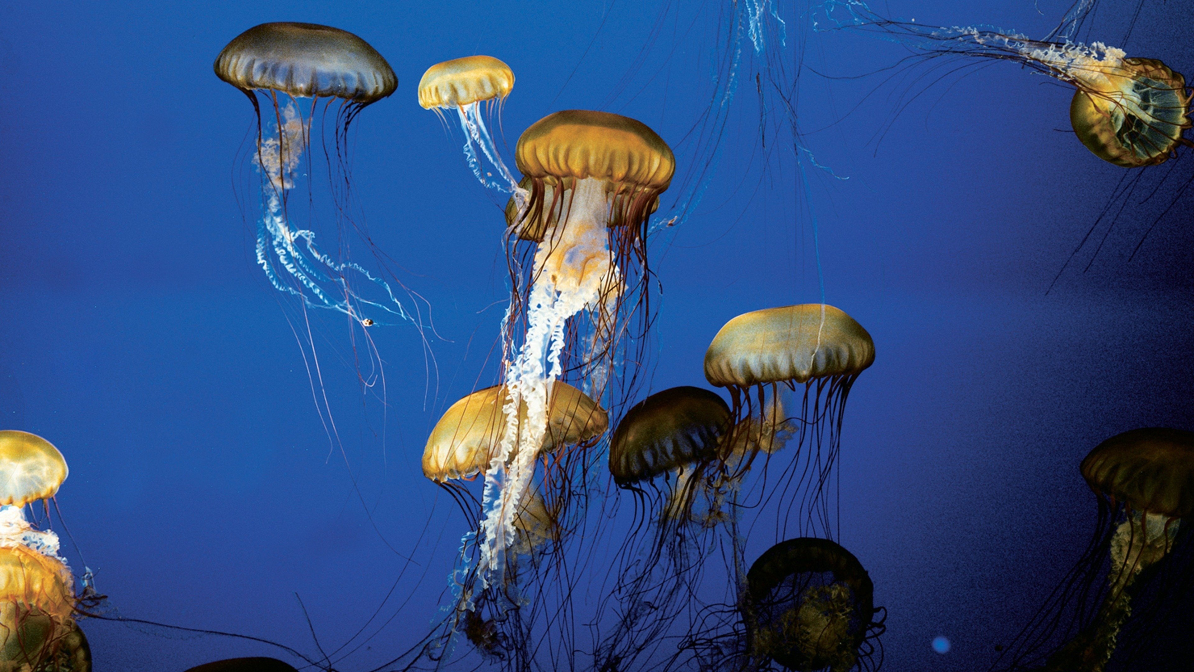 The Living Sea Background