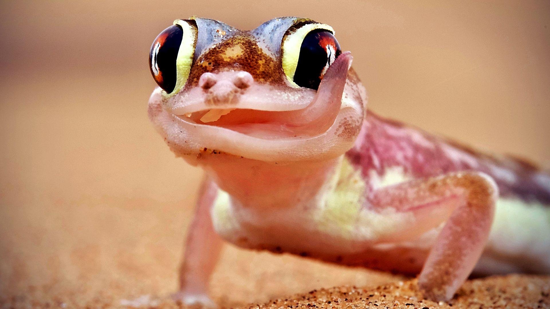 Extreme Animals: One Wild Day Background