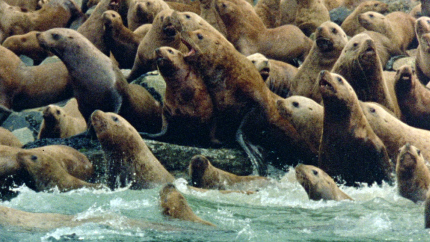 Anima Mundi Background