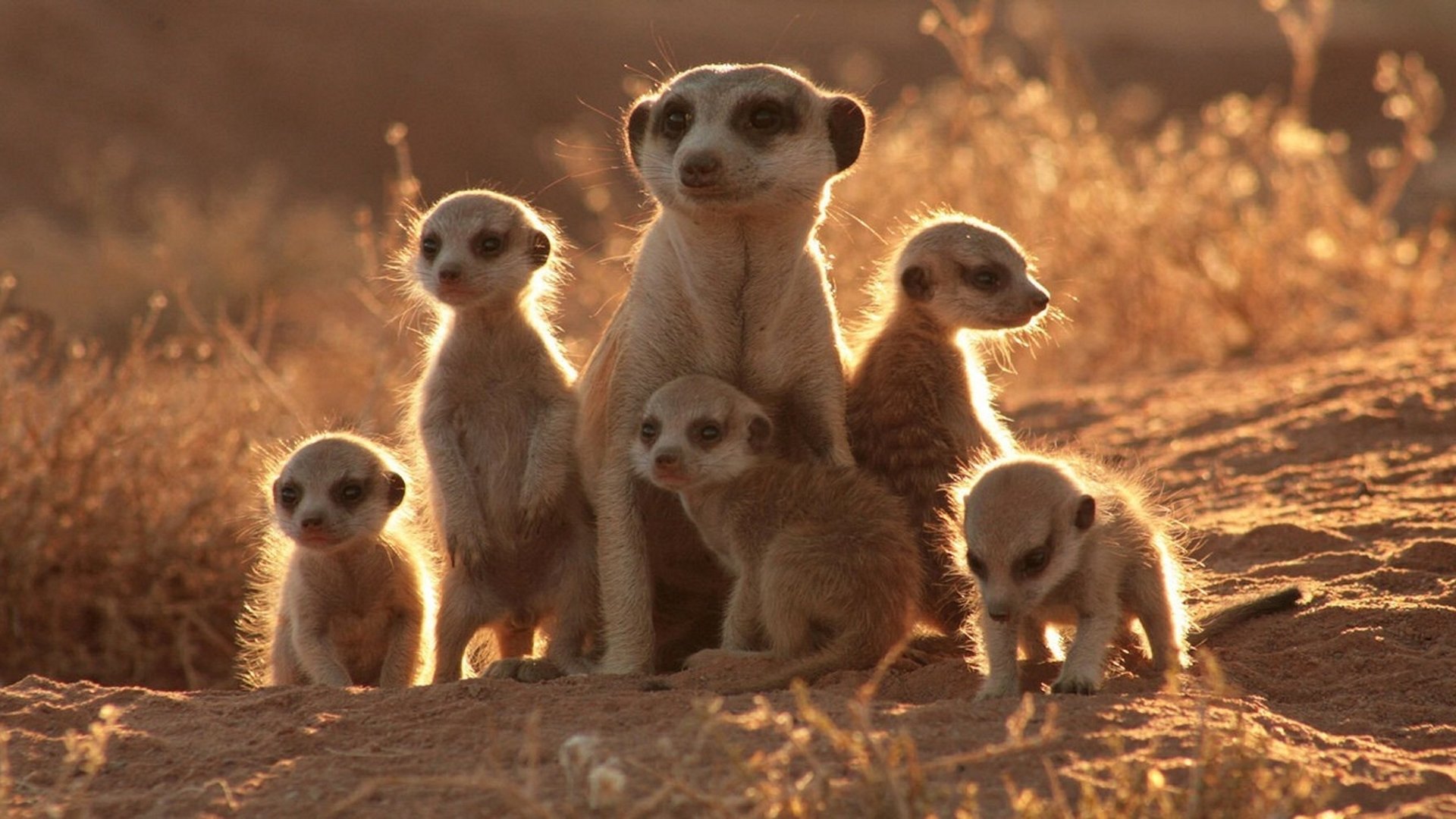 The Meerkats Background
