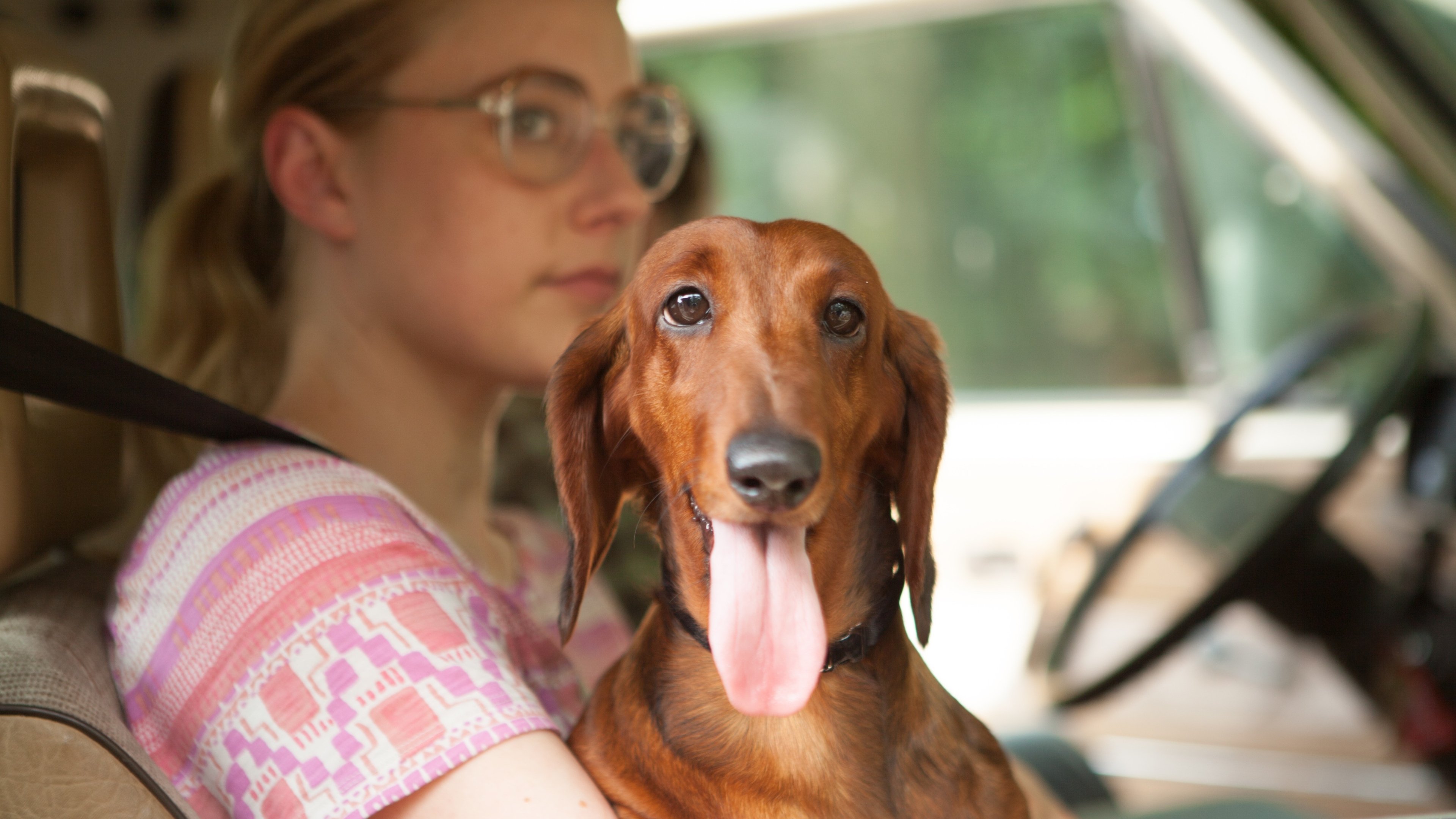 Wiener-Dog Background