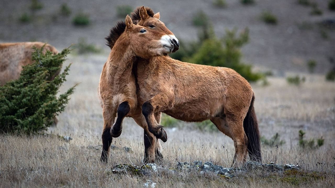 Living Among the Living Background