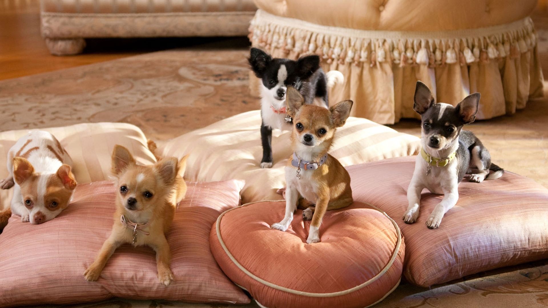 Beverly Hills Chihuahua 2 Background