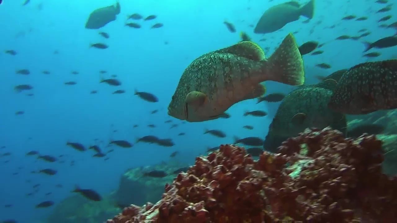 Ocean Predators Background