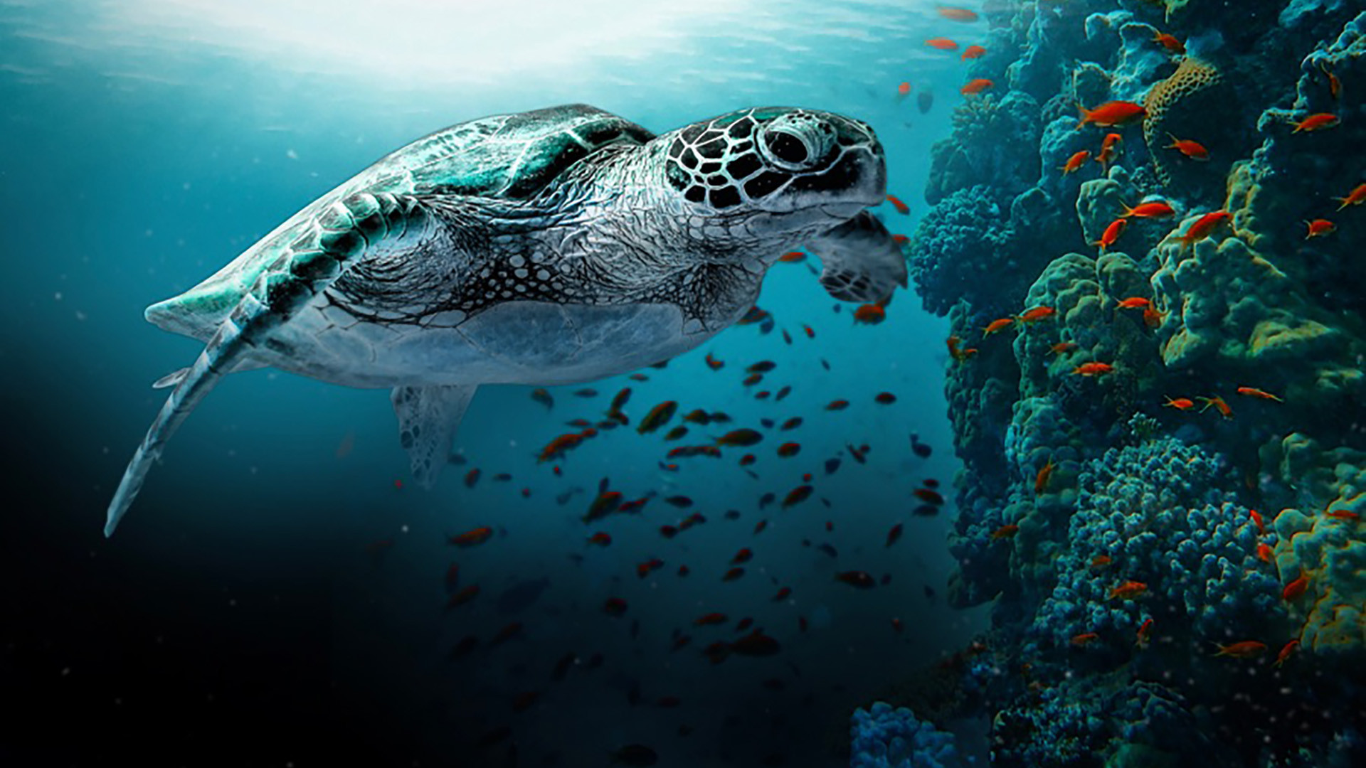 The Great Barrier Reef: A Living Treasure Background