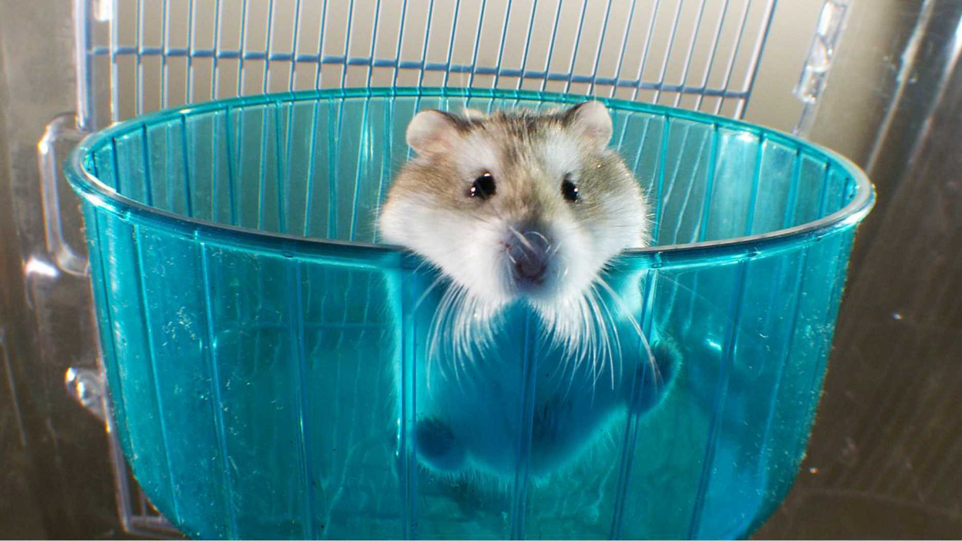 Pets: Wild at Heart Background