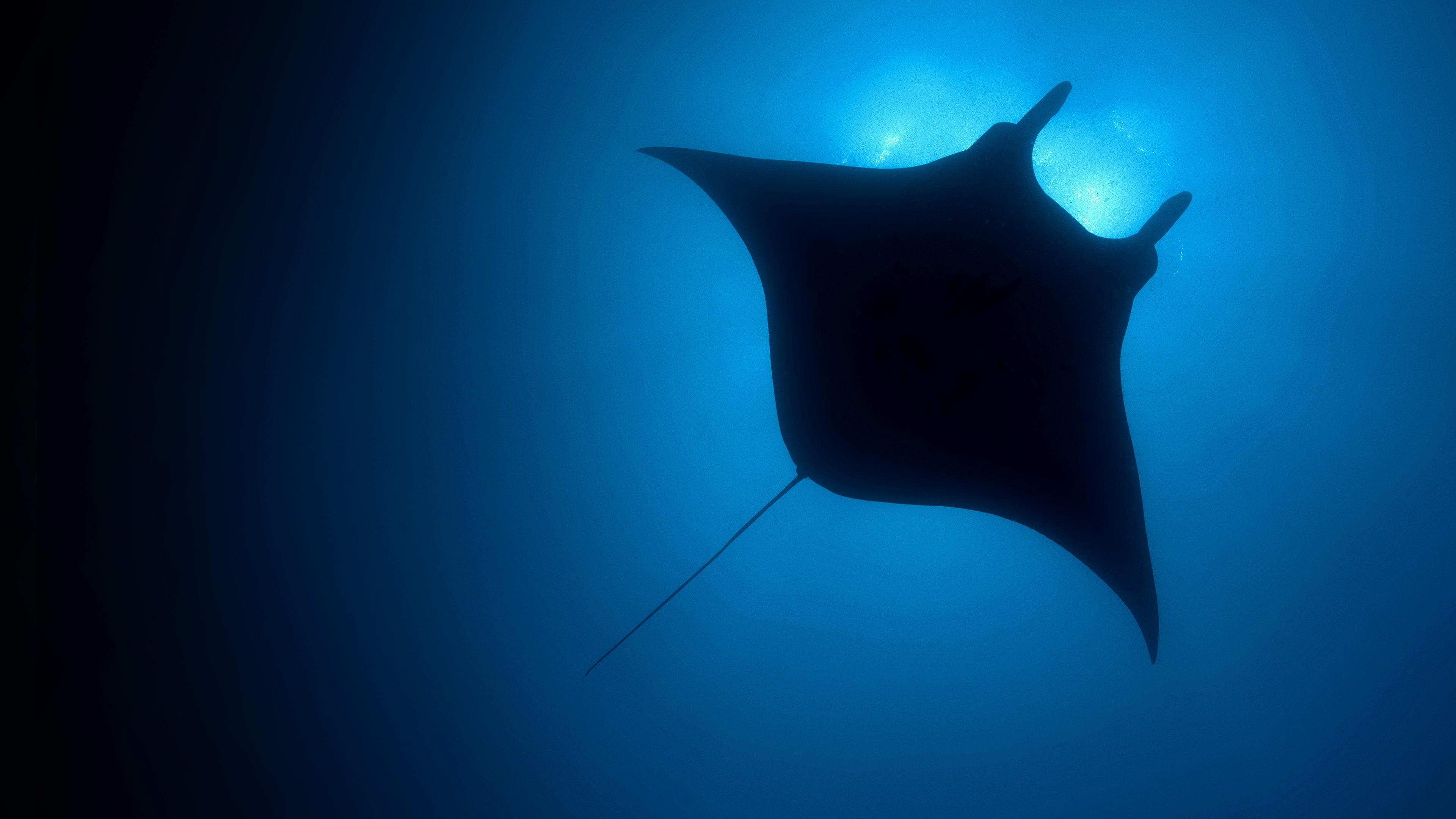 The Blue Planet Background