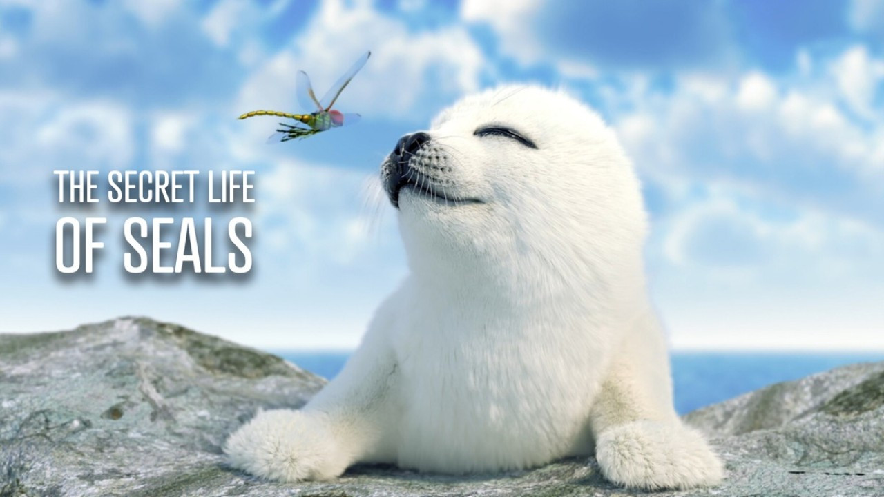 The Secret Life of Seals Background