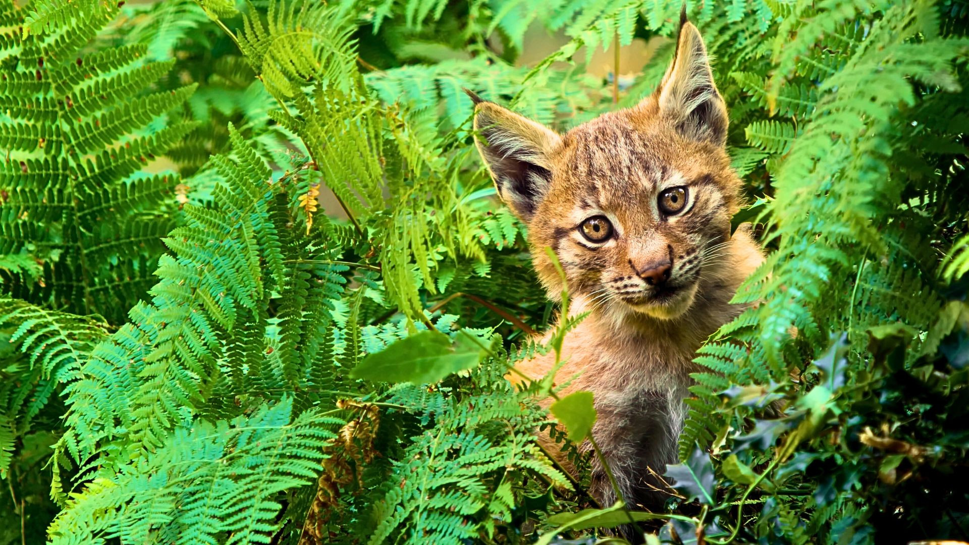 Lincessa. Los silencios del bosque Background