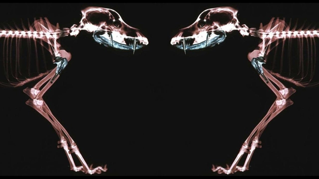 Rottweiler Background