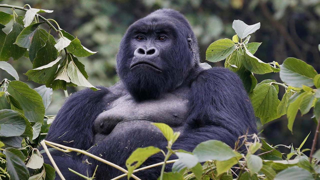 Mountain Gorilla Background
