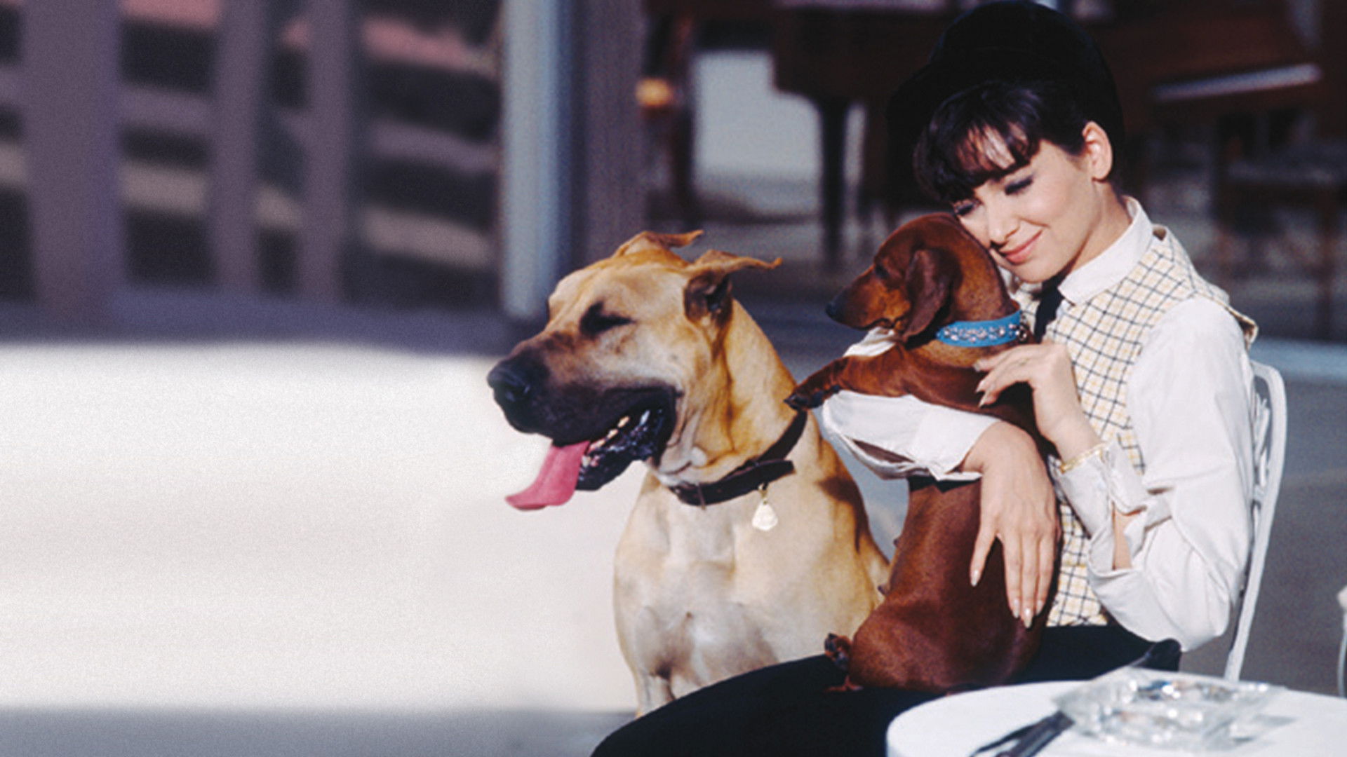 The Ugly Dachshund Background