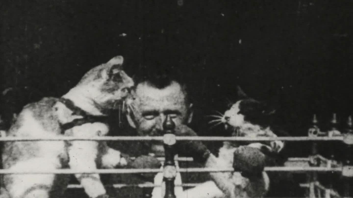 The Boxing Cats Background