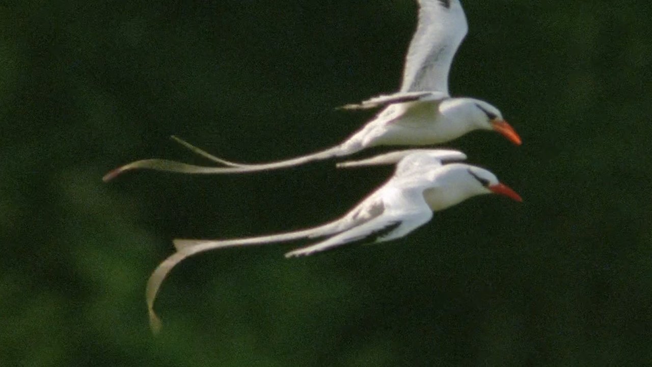 Trials of Life Background