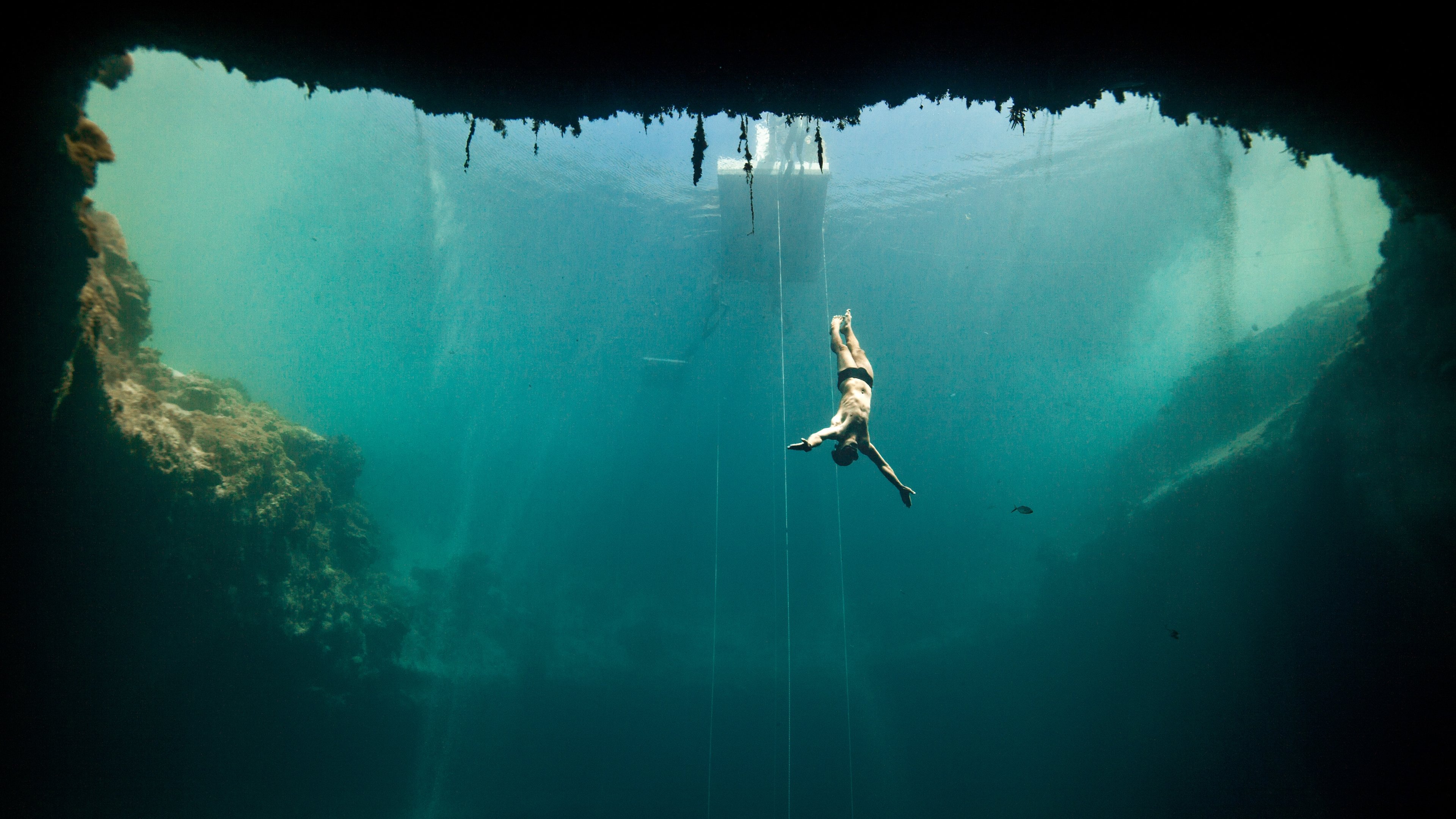 Dolphin Man Background