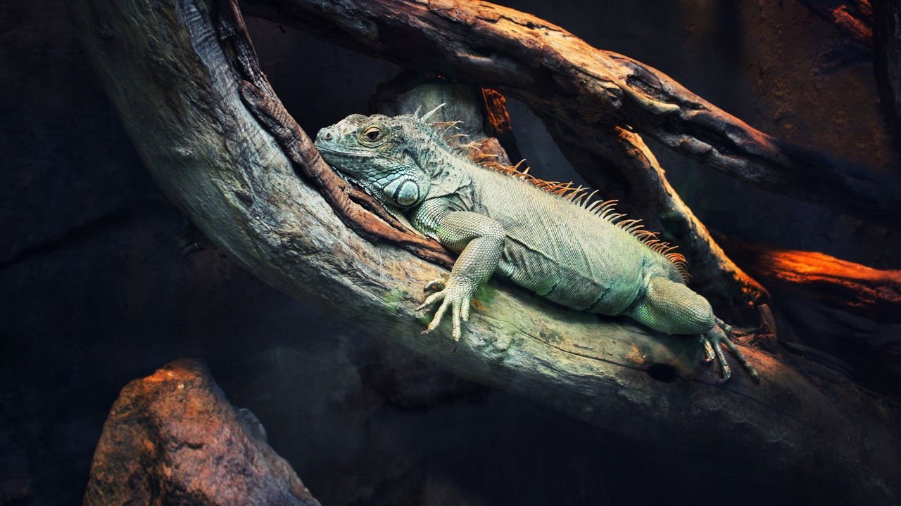 72 Dangerous Animals: Latin America Background