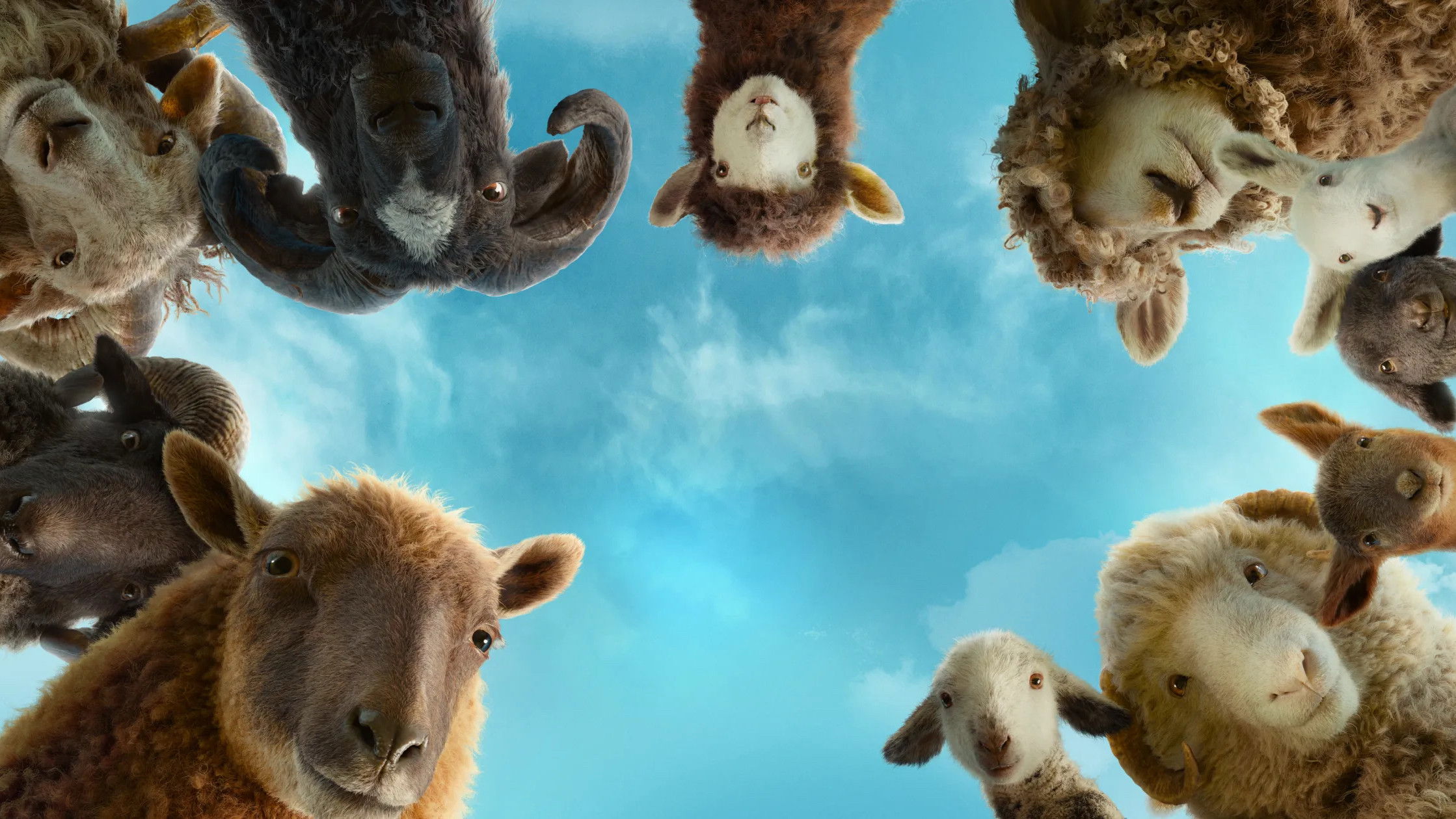 The Sheep Detectives Background