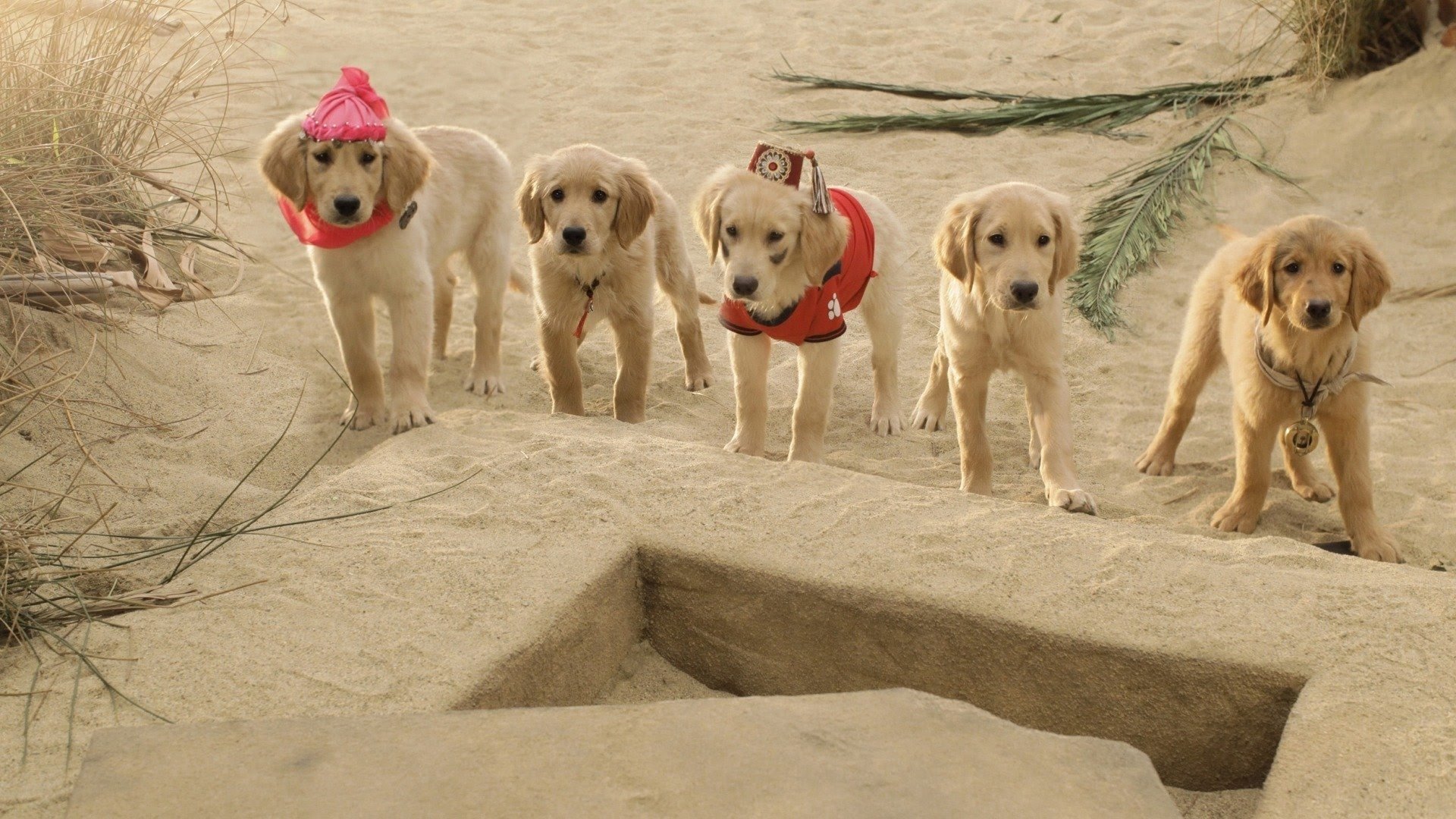 Treasure Buddies Background