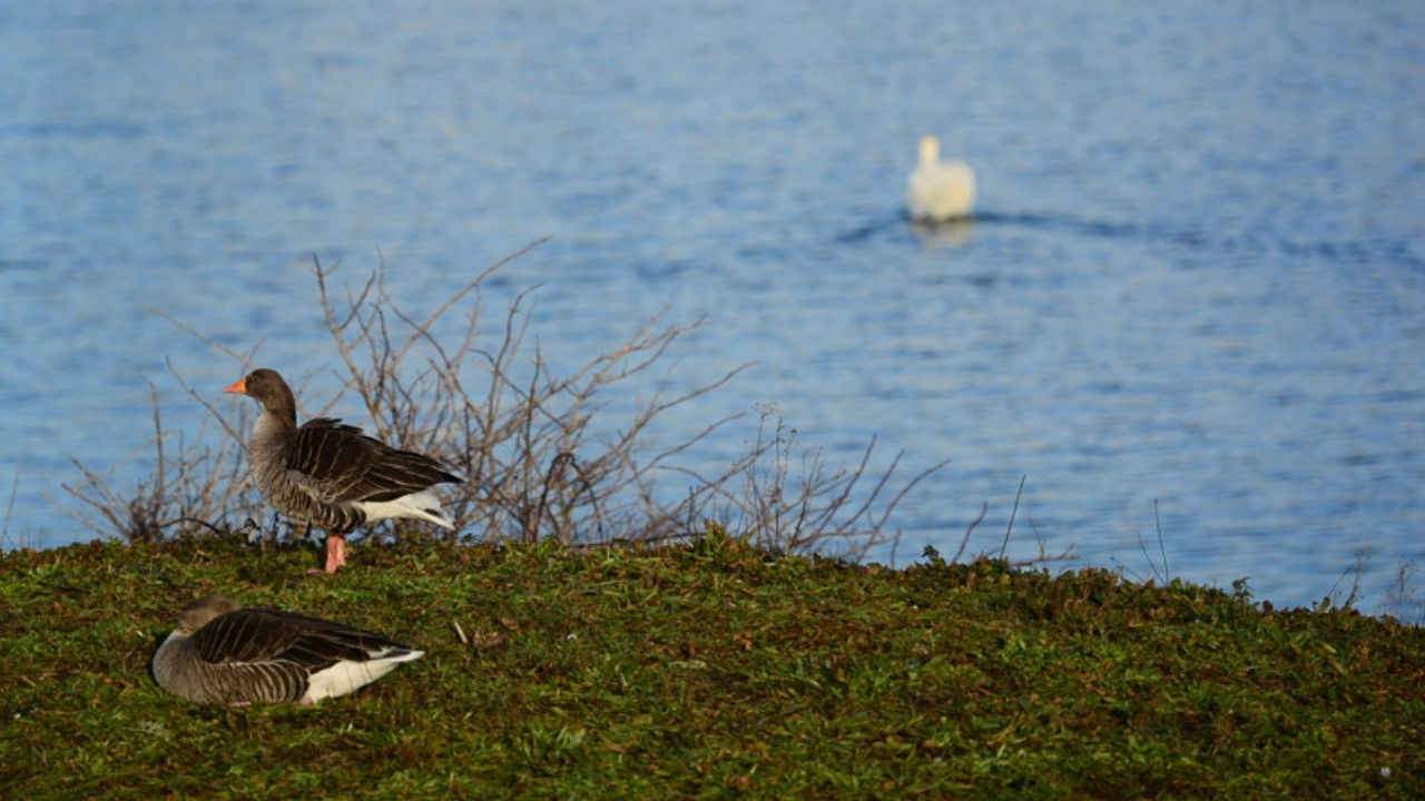 Mugged Off Background