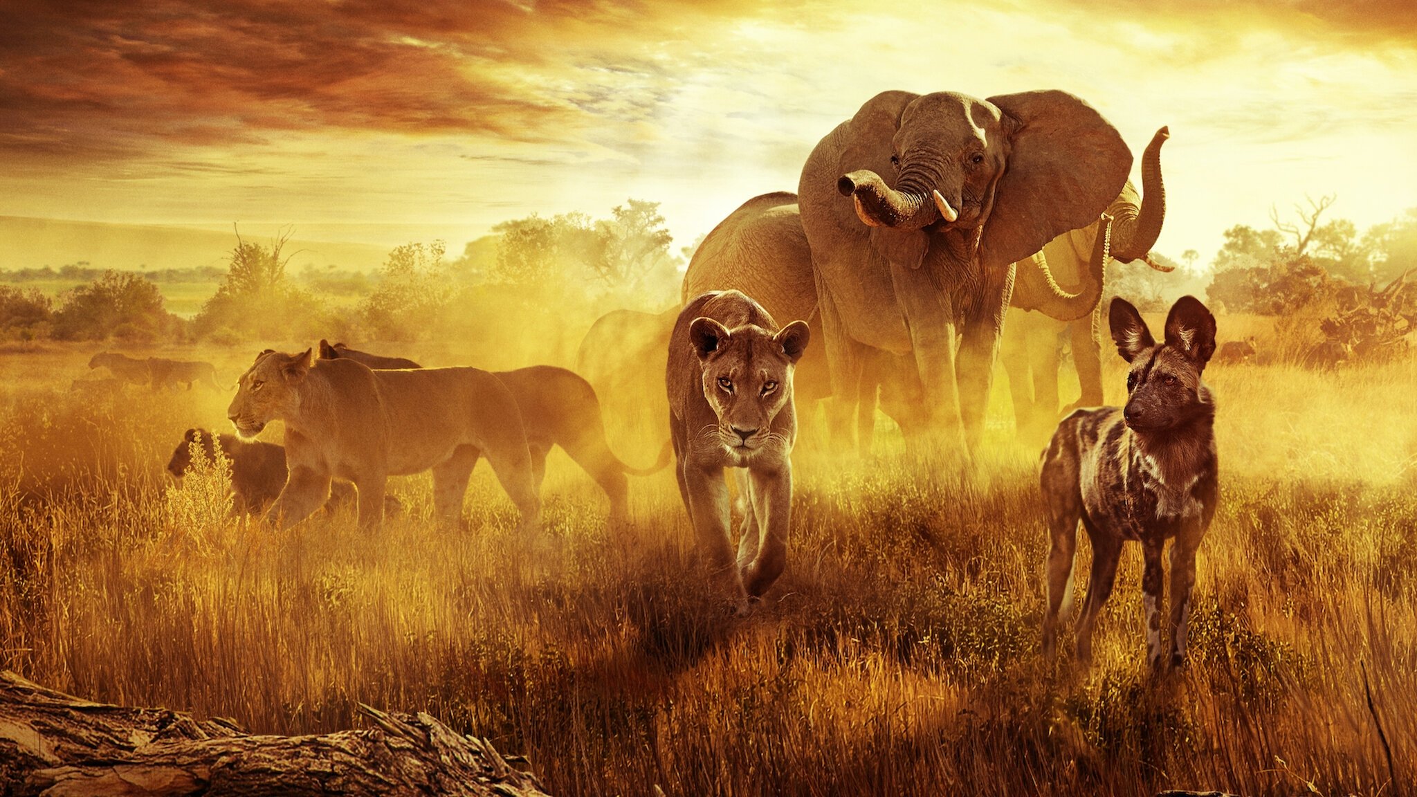 Surviving Paradise: A Family Tale Background