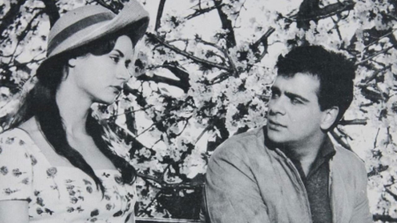 Amaryllis Background