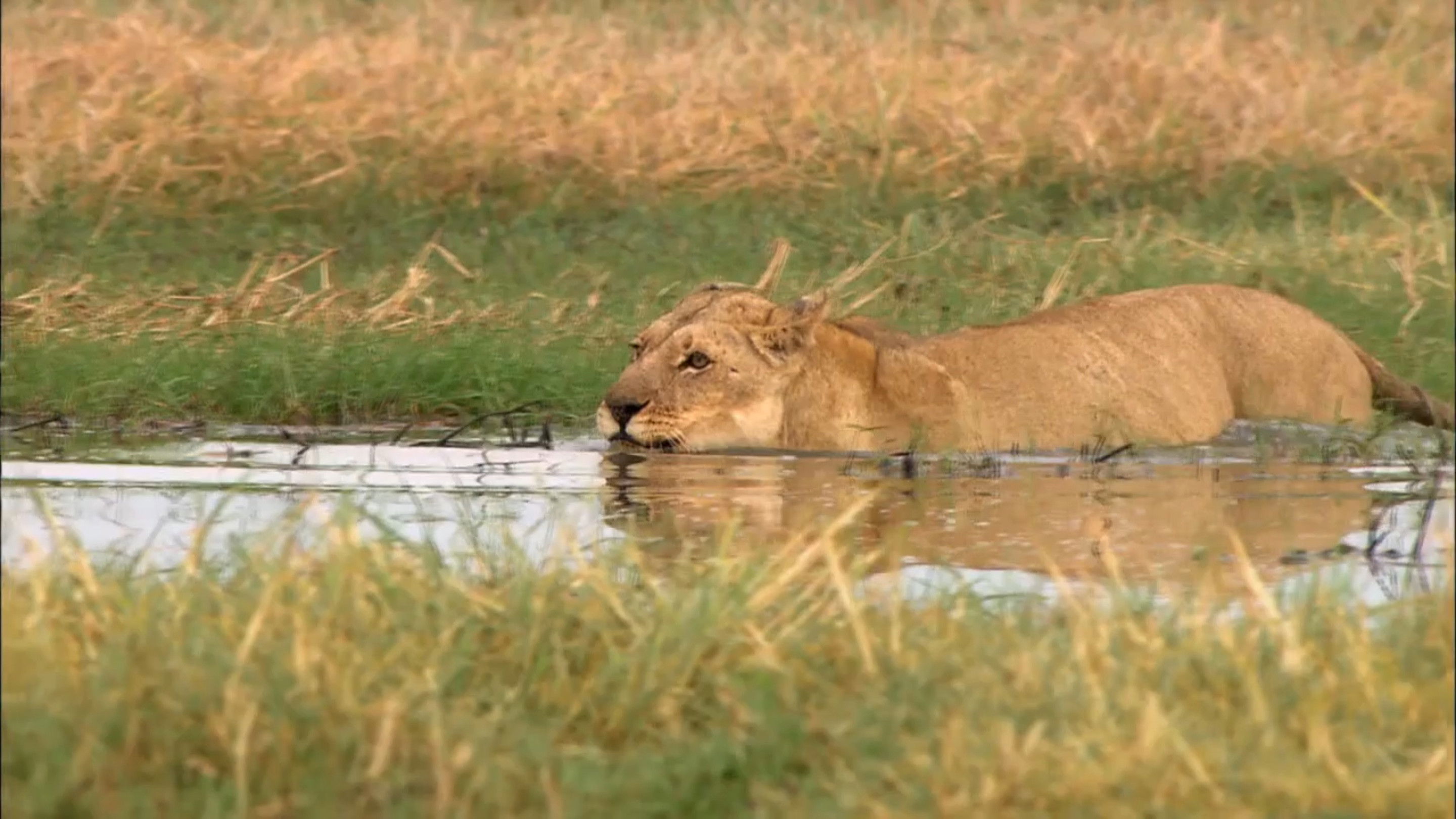 Swamp Lions Background