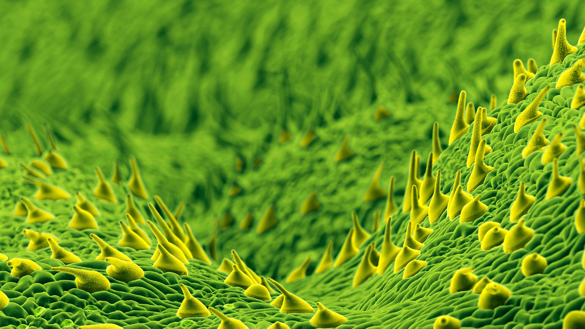 The Secret Genius of Plants Background