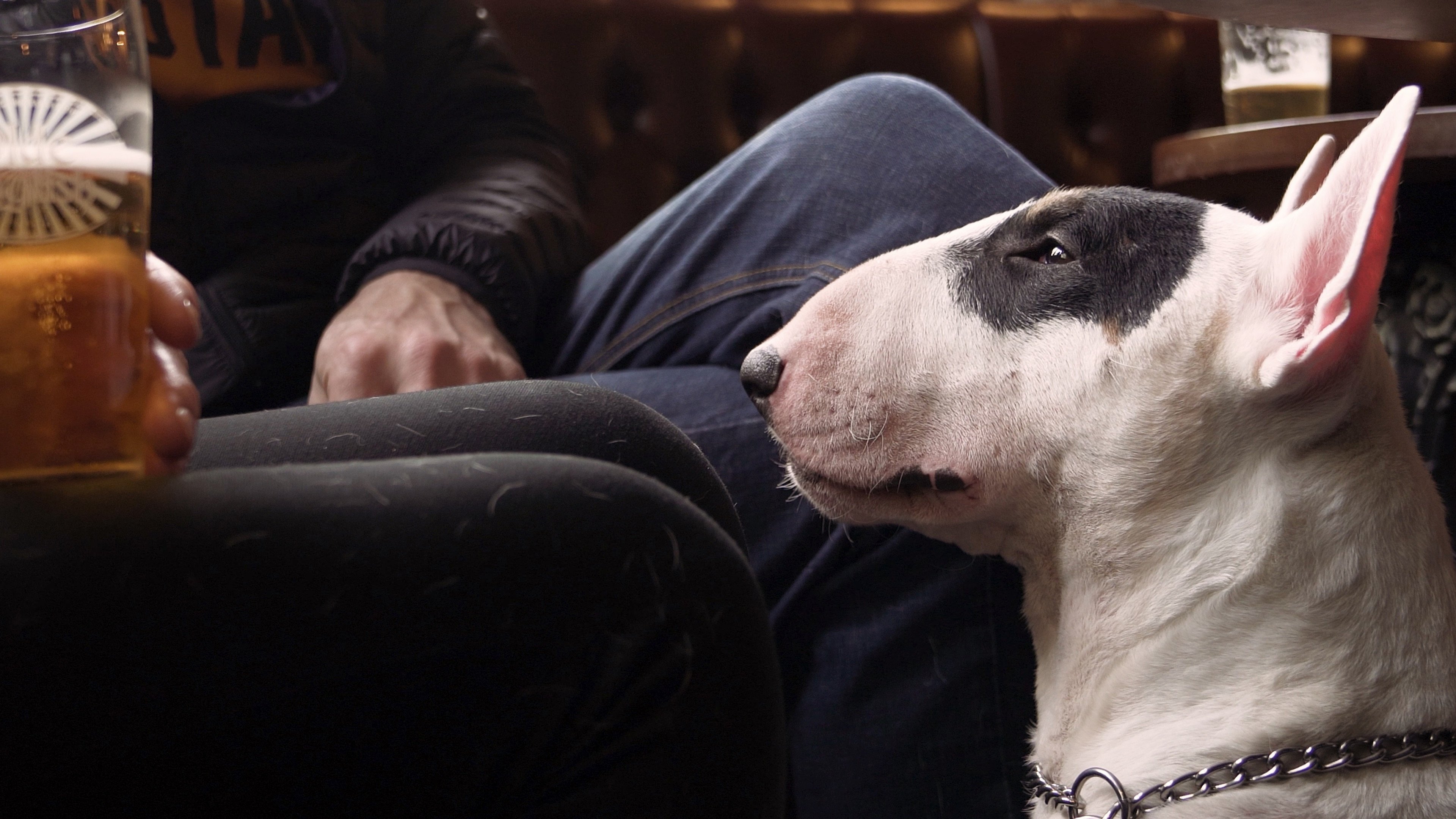 We Don't Deserve Dogs Background