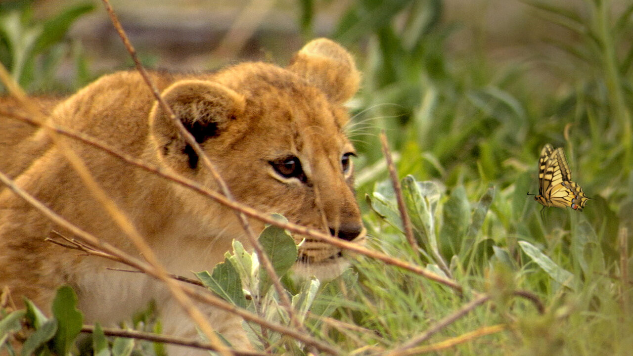 If I Were an Animal Background