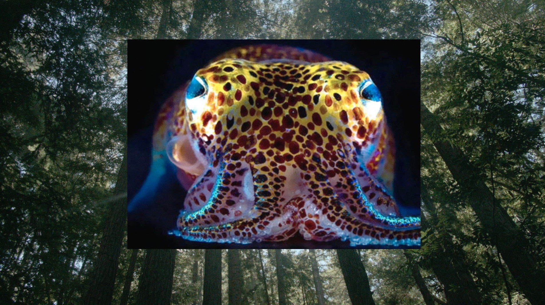 Donna Haraway: Story Telling for Earthly Survival Background