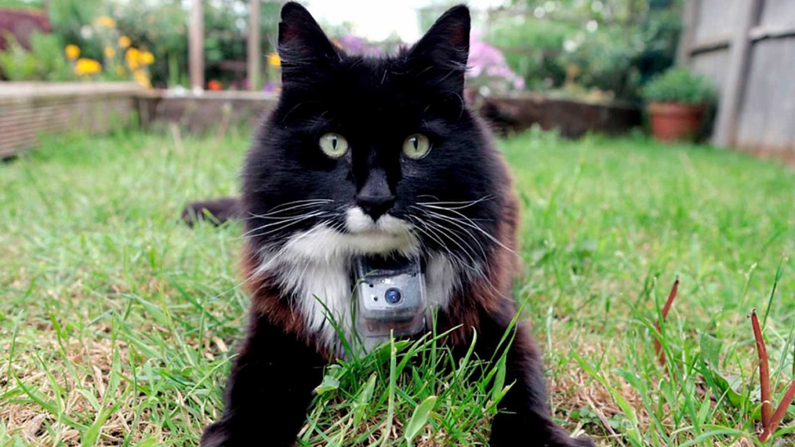 The Secret Life of Cats Background