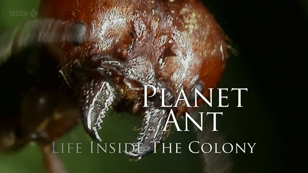 Planet Ant: Life Inside The Colony Background