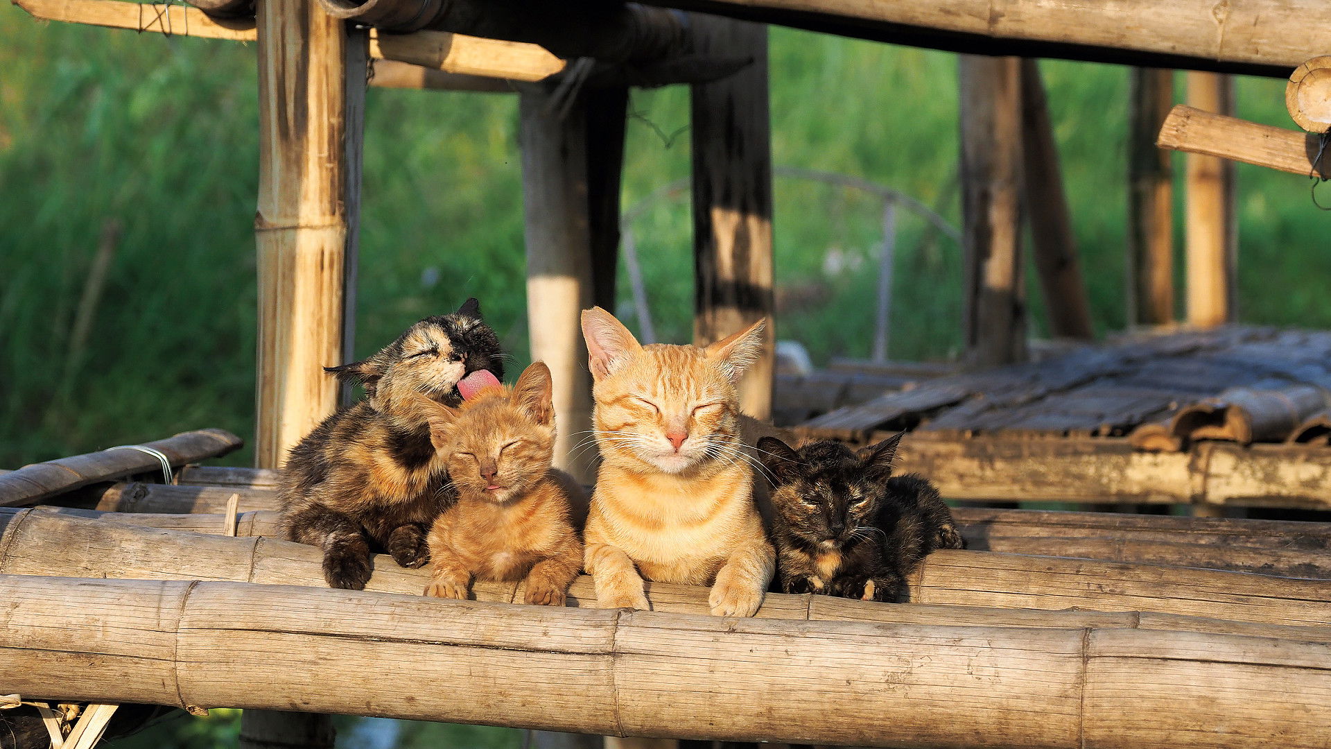 Mitsuaki Iwago's World “Cats” Travelogue Background