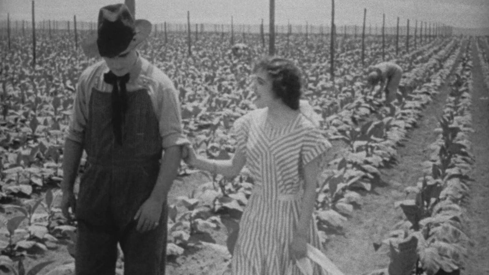 The Rose of Kentucky Background