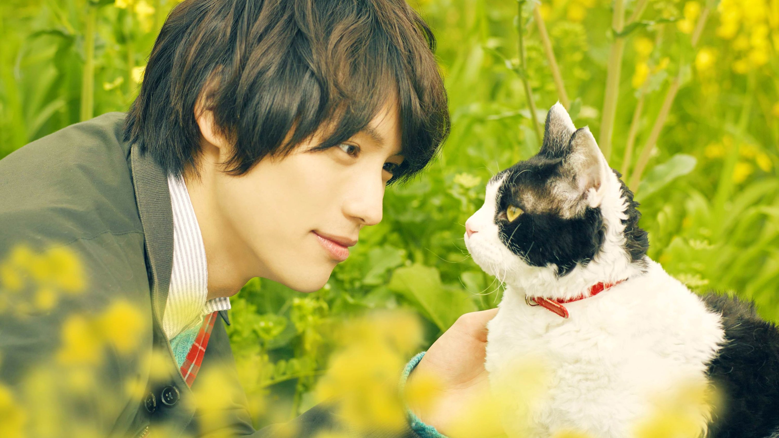 The Travelling Cat Chronicles Background